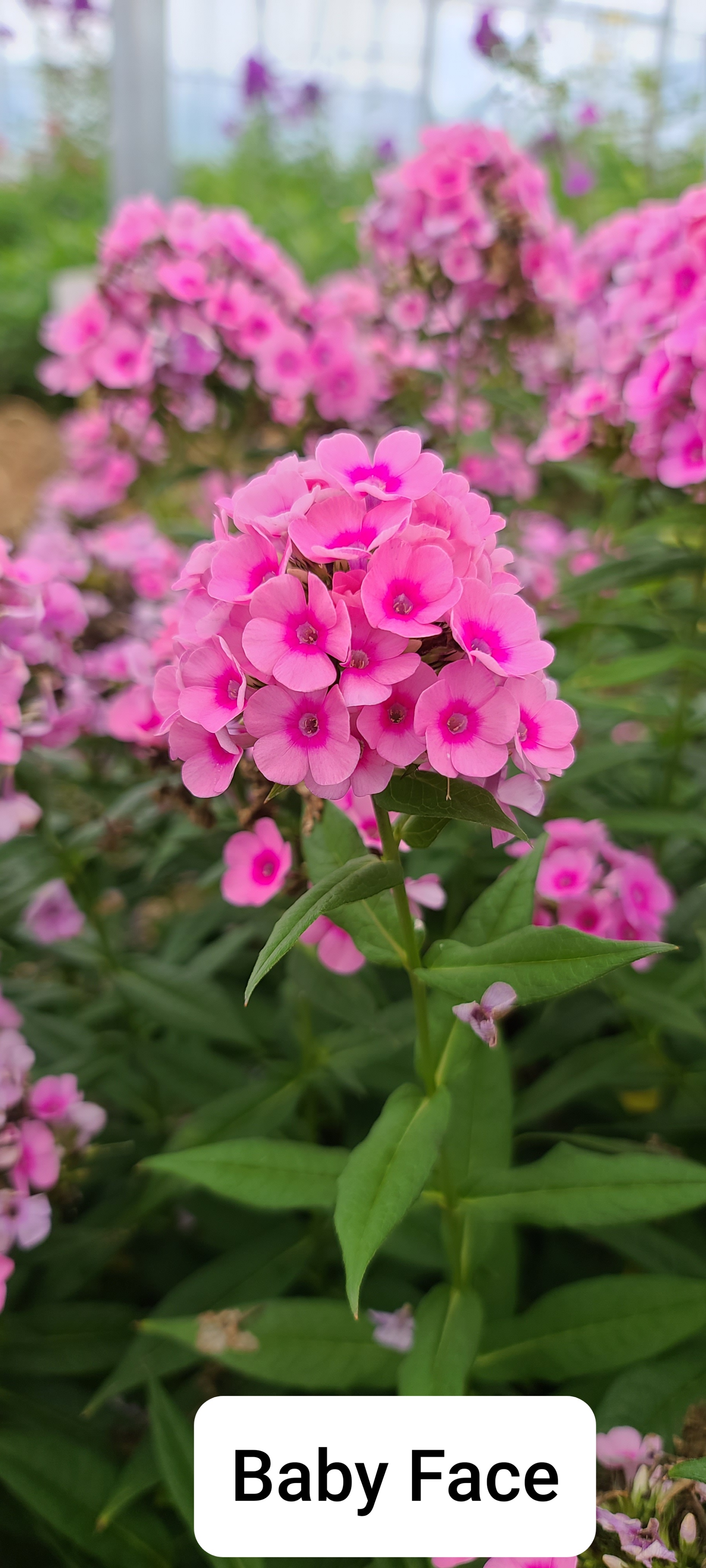Phlox paniculata 'Baby Face'